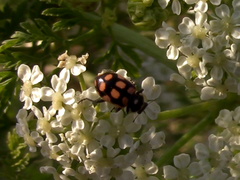 Eriopis serrai