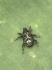 Peltophorus polymitus