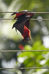 Pteropus giganteus