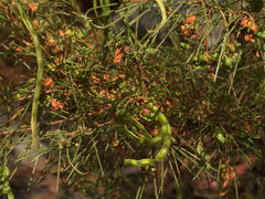 Acacia quadrilateralis