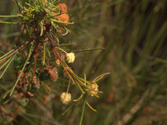 Acacia quadrilateralis