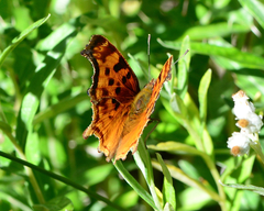Polygonia satyrus satyrus