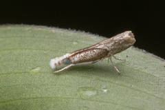 Culladia hastiferalis
