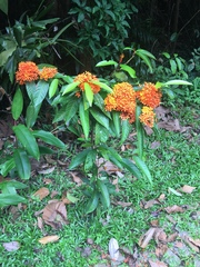 Ixora chinensis