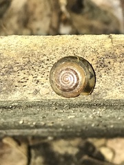 Ventridens ligera
