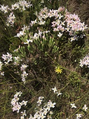 Lachnaea grandiflora