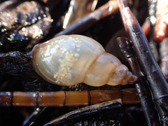 Pouched snail