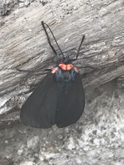 Pygoctenucha azteca