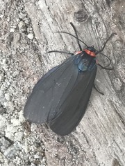 Pygoctenucha azteca