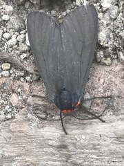 Pygoctenucha azteca