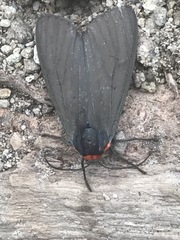 Pygoctenucha azteca