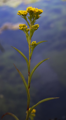 Solidago riddellii