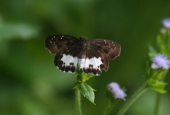 Tagiades menaka