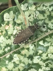 Catorhintha apicalis