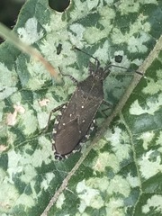 Catorhintha apicalis