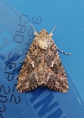 Trichoplusia ni