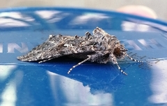 Trichoplusia ni