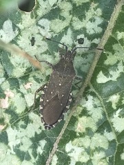 Catorhintha apicalis