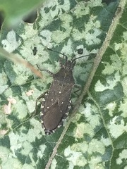 Catorhintha apicalis