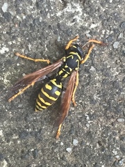 Polistes dominula