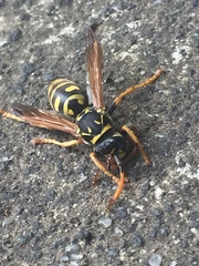 Polistes dominula