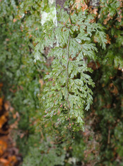 Hymenophyllum bivalve image