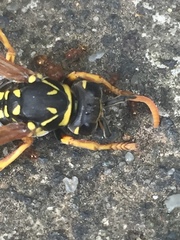 Polistes dominula
