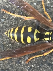Polistes dominula
