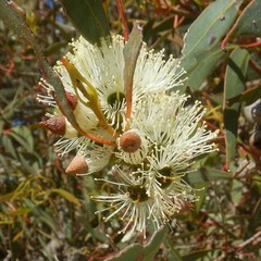 Eucalyptus diversifolia
