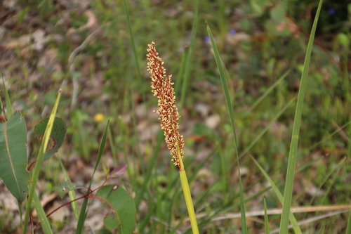 Anarthria scabra (Anarthria scabra)