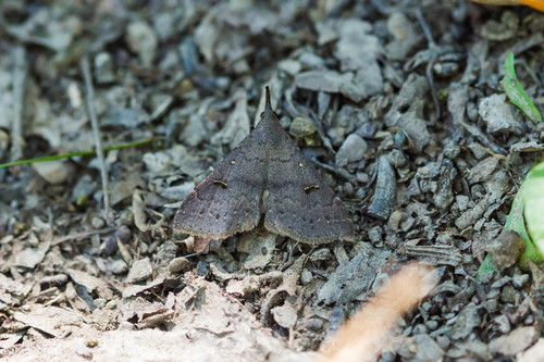Sober Renia Moth photo 5