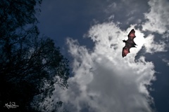 Pteropus giganteus