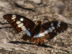 Moduza procris procris