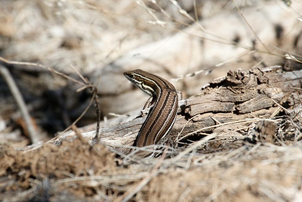Unspotted Yellow-Sided Ctenotus