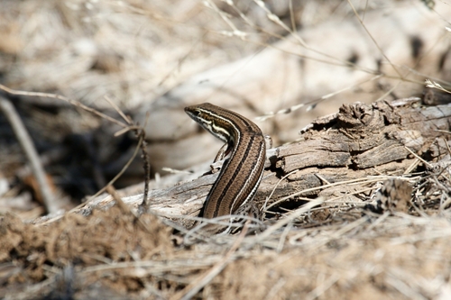 Ctenotus ingrami