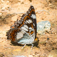 Moduza procris procris