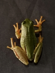 Hyla eximia