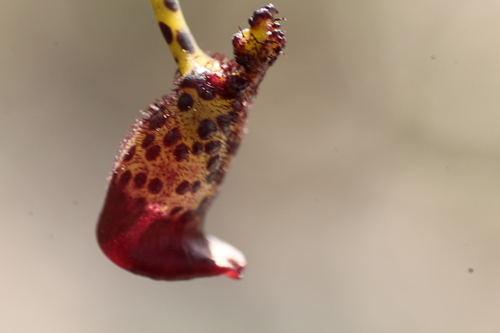 Image of Drakaea livida by (c) Em Lamond, some rights reserved (CC BY)