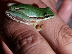 Hyla eximia