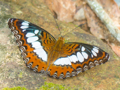 Moduza procris procris