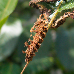 Moduza procris procris