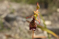 Drakaea livida