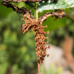 Moduza procris procris