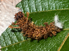 Moduza procris procris