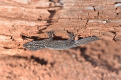 Gehyra versicolor