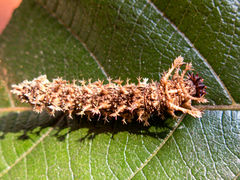 Moduza procris procris