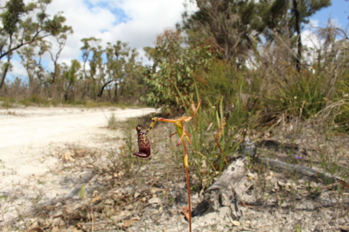 Image of Drakaea livida by (c) Em Lamond, some rights reserved (CC BY)