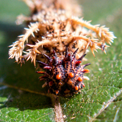 Moduza procris procris