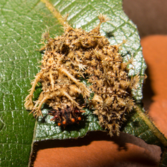 Moduza procris procris