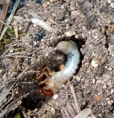 Melolontha melolontha